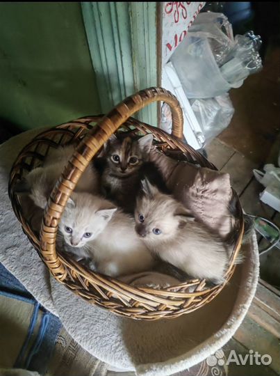 Отдам котят