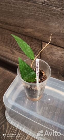 Хойи сортовые