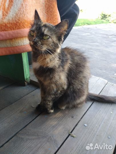 Кошка бесплатно. Котята