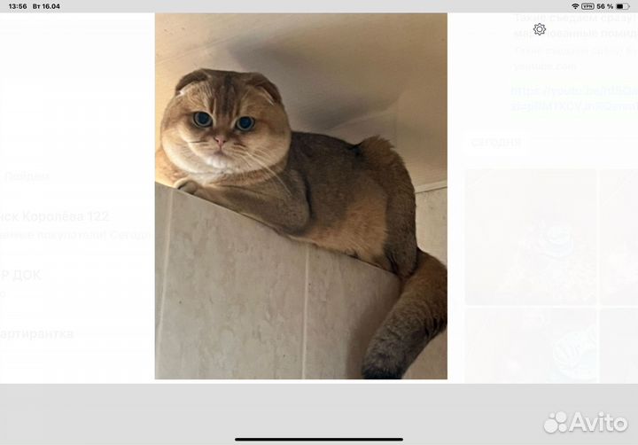 Предлогается к продаже