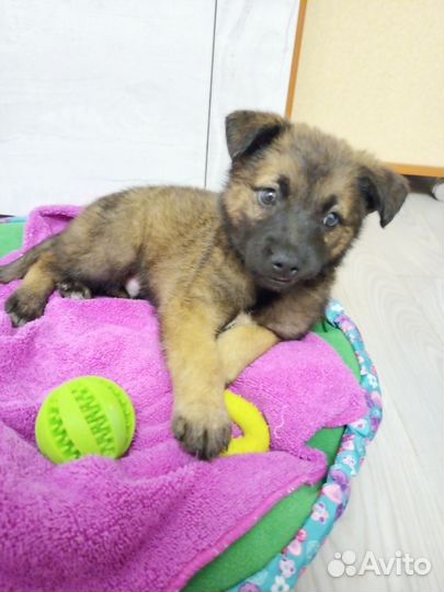 Щенок в добрые руки