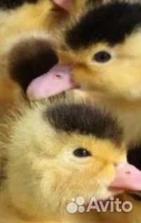 Цыплята бройлер(1-45д). Куры несушки.Петухи.Мулард