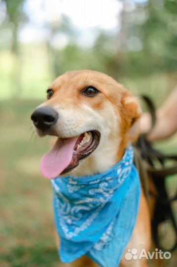 Весёлый щенок Крекер