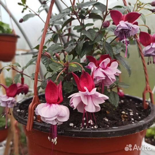 Фуксия в кашпо