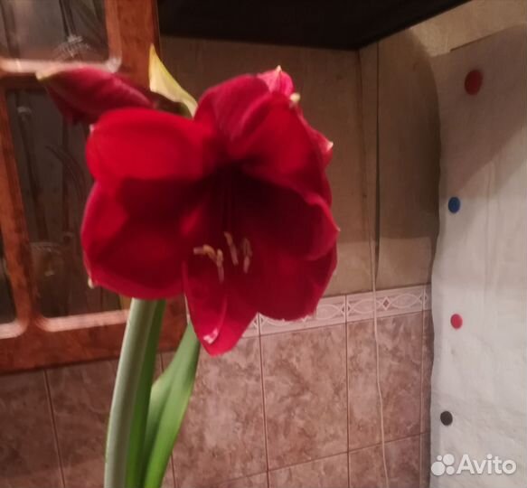 Луковицы амариллиса