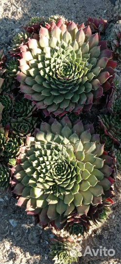 Молодило (каменная роза)