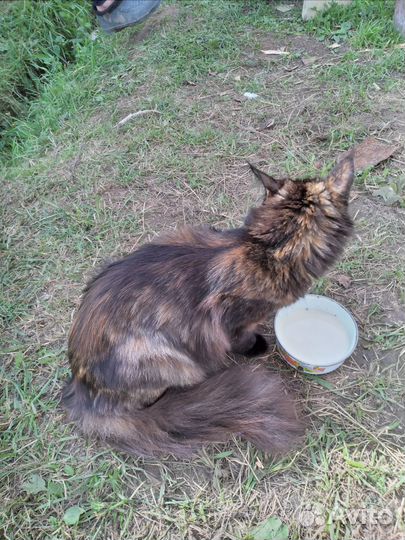 Котята в добрые руки мальчики Мей кун