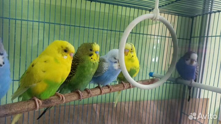 Волнистые попугаи