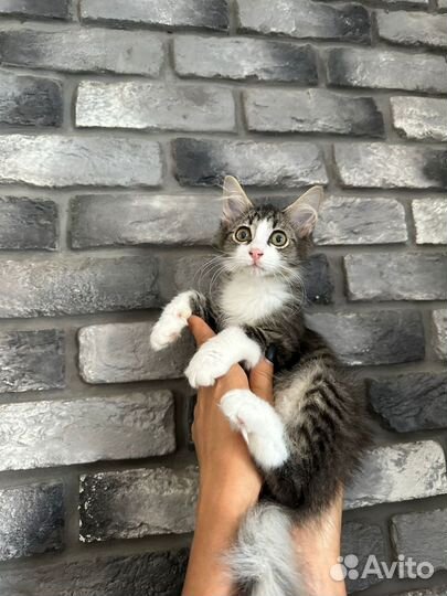 Чудо,как хороша девочка котенок Ладушка