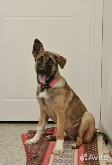 Маленький щенок в добрые руки помесь малинуа