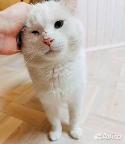Шикарный белый кот ищет семью
