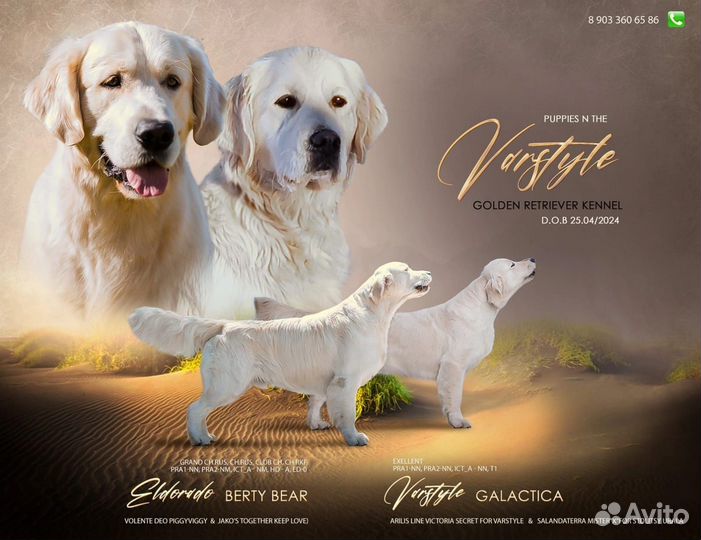 Щенки золотистого ретривера