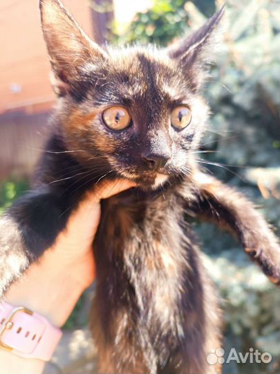 Кошечка, котенок необыкновенно красивого окраса