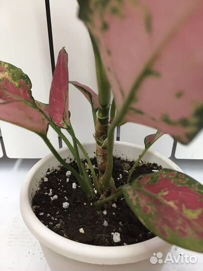 Аглаонема Черри Беби и детка Сильвер Куин