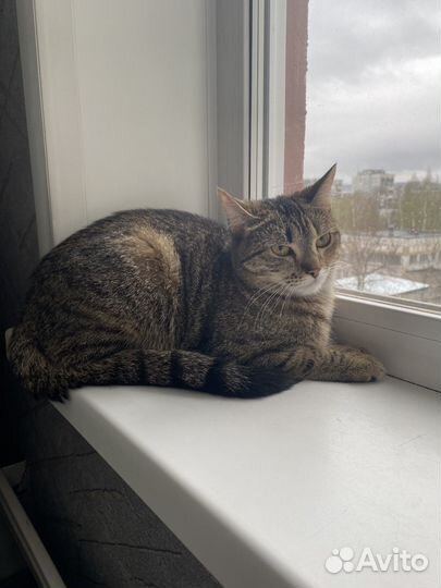 Кошка