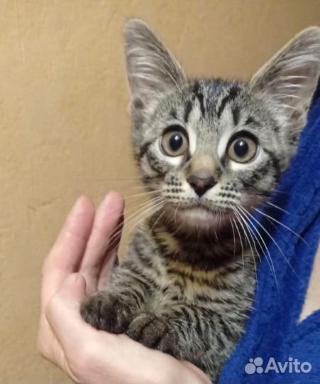 Котёнок Люсси ищет дом