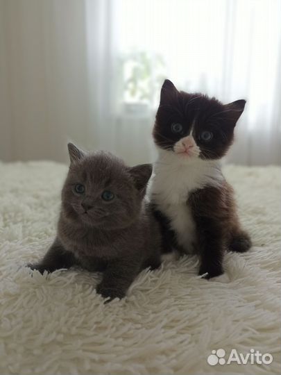 Отдам котят в добрые руки