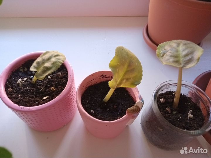 Комнатные цветы