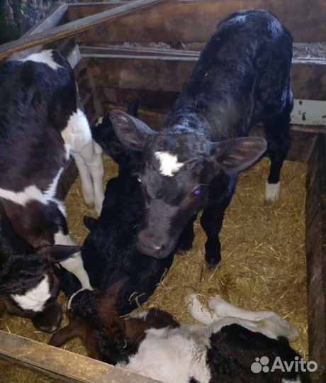 Бычки и телята