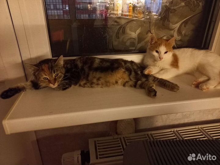 Котята в добрые руки
