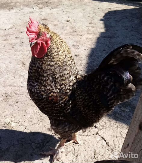 Петух доминант