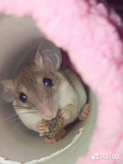 Акомис (египетская иглистая мышь). Молодь