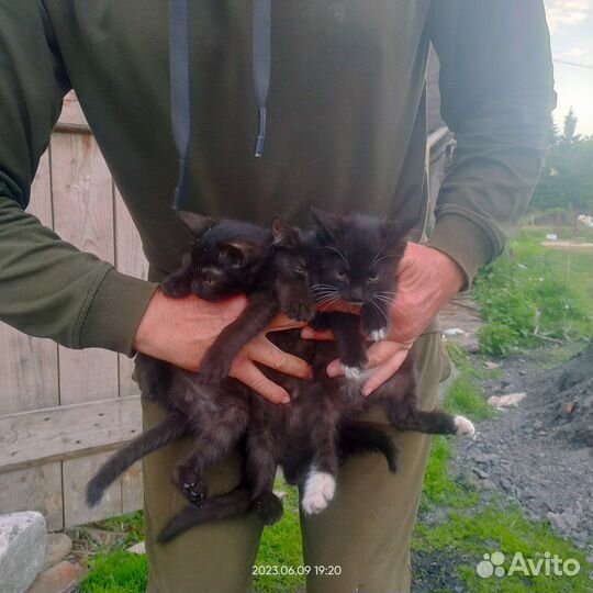 Котята в добрые руки