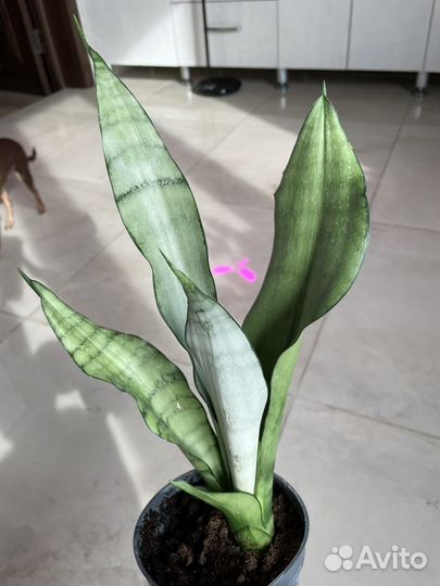Сансевиерии сортовые