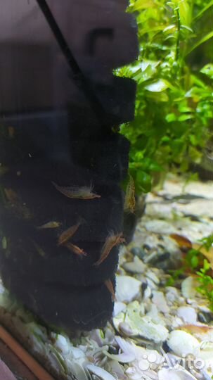 Сомики анциструсы, растения, улитки