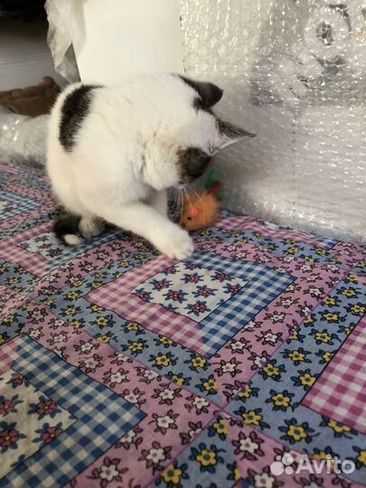 Кошка в дар