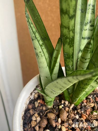 Сансевиерия (микс 2)