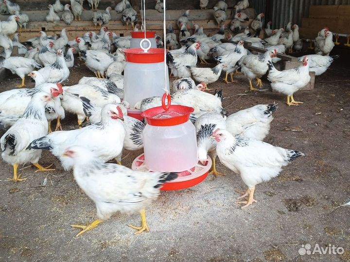 Молодые петушки