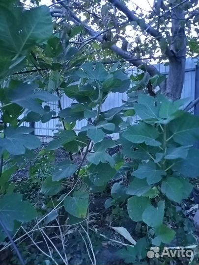 Саженцы инжира