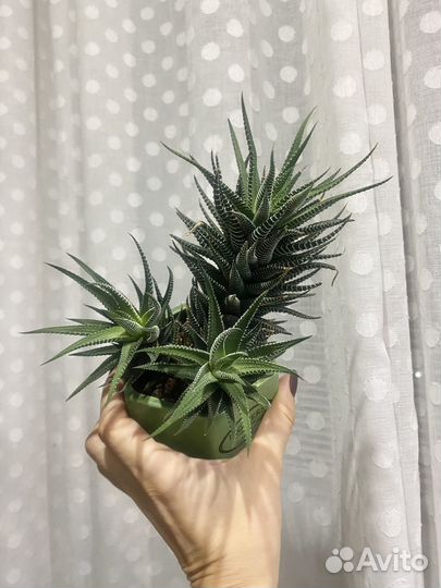 Комнатные растения