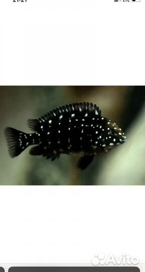 Трофеус звездчатый