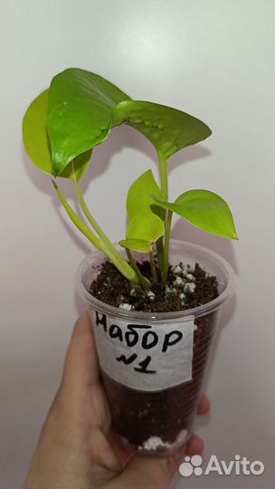 Ароидные набор 1