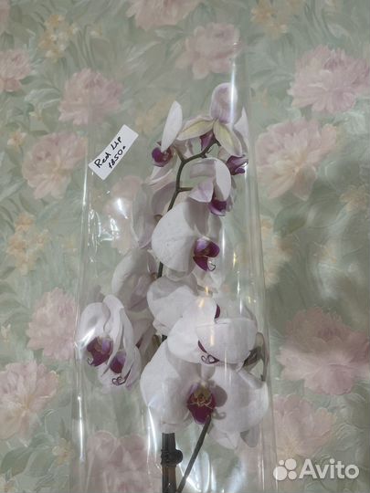 Орхидея фаленопсис