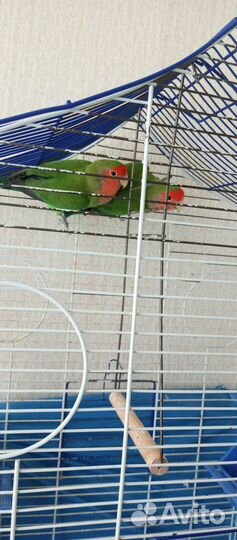 Клетка для птиц
