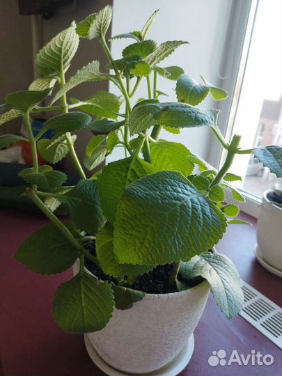 Домашняя мята