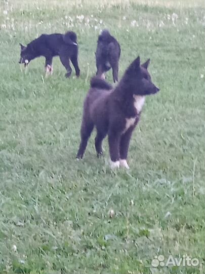 Щенки лайки