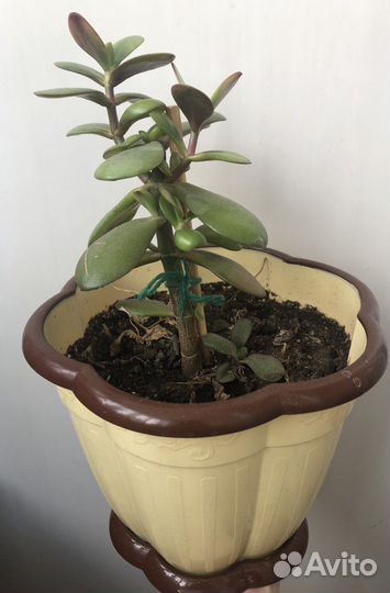 Толстянка,Алое