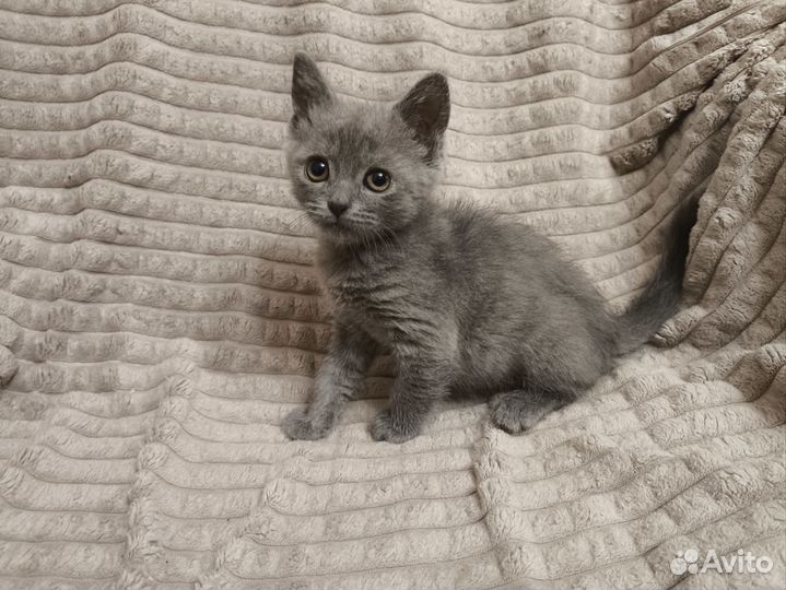 Котенок