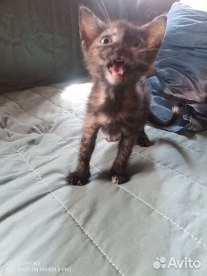 Котята в добрые руки бесплатно