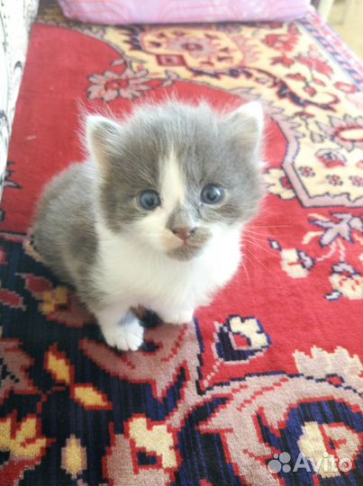 Котенок в добрые руки, мальчик