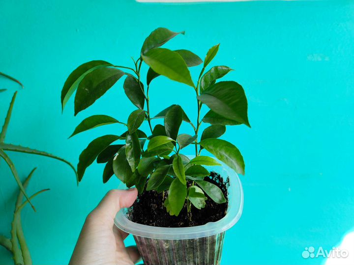 Комнатные цветы