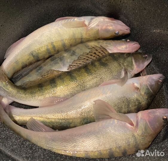 Свежая рыба судак