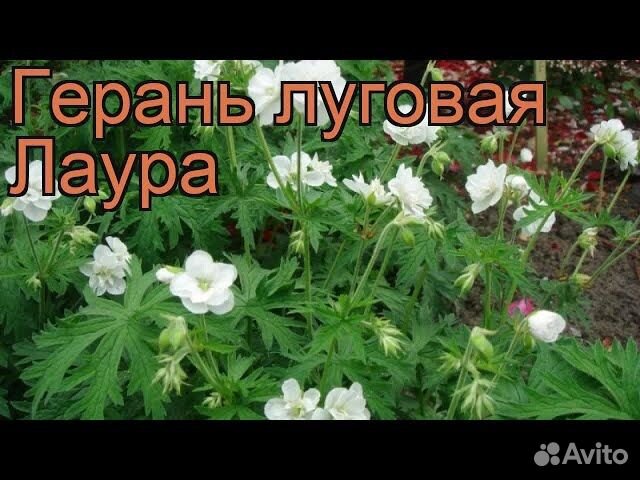 Герань садовая Лаура (саженцы)