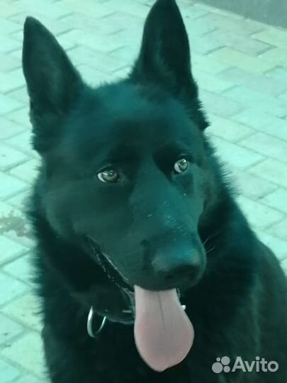 Немецкая авчарка