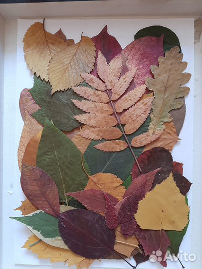 Гербарий, цветы, листья, сухоцвет плоский