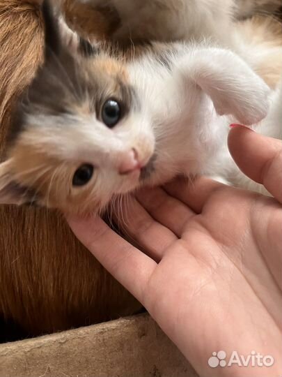 Кошка в дар бесплатно